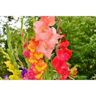 10 หัว แกลดิโอลัส (Gladiolus) หรือดอกซ่อนกลิ่นฝรั่ง คละสี เป็นดอกไม้แห่งคำมั่นสัญญา ความรักความผูกพัน สินค้าตามรูป