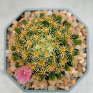 Cake Cactus Farm กระบองเพชร Mammillaria schiedeana แมมขนนกเหลือง ดอกชมพูหวาน