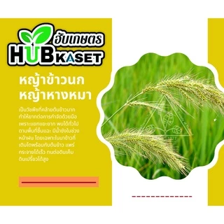 แซดสแตนด์10 1ลิตร (ไซฮาโลฟอบ-บิวทิล) กำจัดวัชพืชประเภทใบแคบ เช่น หญ้าข้าวนก หญ้าแดง และหญ้าดอกขาว