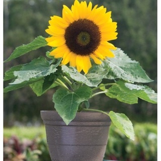 เมล็ดพันธุ์ ทานตะวันแคระ 50 เมล็ด Big Smile Sunflower Seed เมล็ดพันธุ์แท้100%