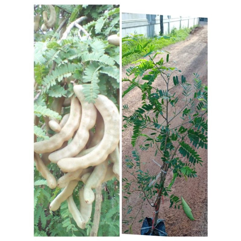 ต้นมะขามเปรี้ยวยักษ์ เนื้อหนาฝักใหญ่ยาว สูง 70-90ซ.ม แบบเสียบยอด