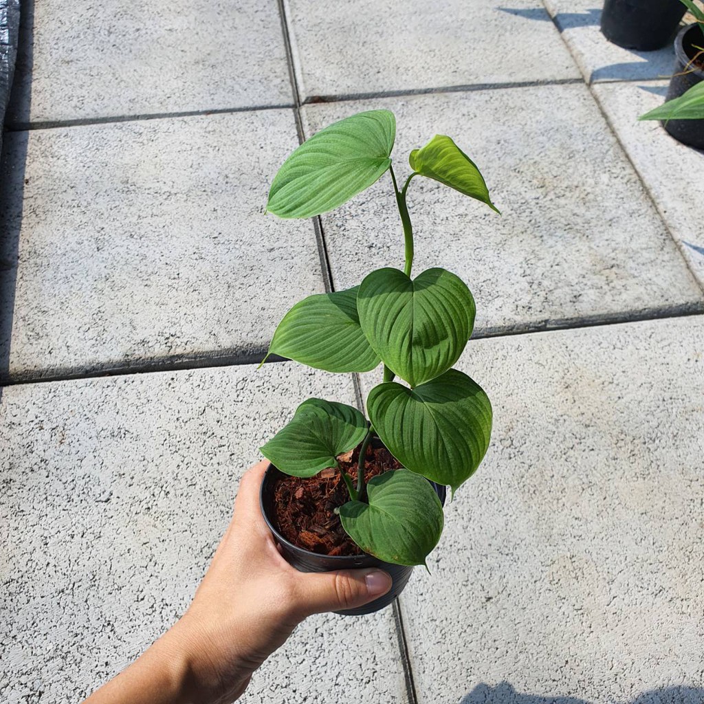 มุมมอง 2