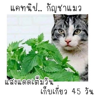100 เมล็ด เมล็ดพันธุ์แคทนิป catnip กัญชาแมว