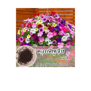 รหัส 017 เมล็ดพันธุ์แท้ OP ดอกพีทูเนีย คละสี - Mixed Petunia Flower พิทูเนีย สีสวยสดใส ชอบแดด ปลูกง่าย