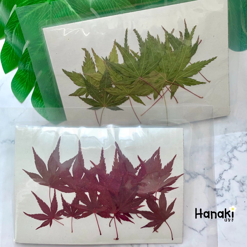 【พร้อมส่ง】ใบเมเปิ้ลทับแห้ง  มี 2 สี สีเขียว สีน้ำตาลแดง  (Maple) ใบไม้ทับแห้ง ใบไม้แห้ง – โปรปัง