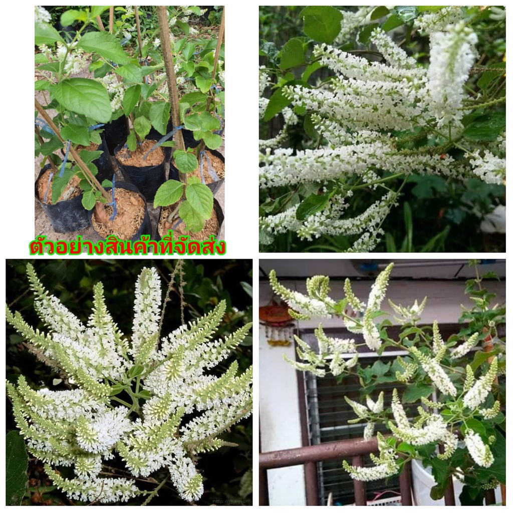 (1ต้น)(ขาย ต้นพันธุ์) ดอก ต้น ราชาวดี ต้นราชาวดี สีขาว kanokwan / Navin