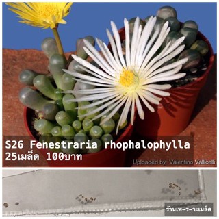 S26 Fenestraria rhophalophylla 25เมล็ด 100บาท