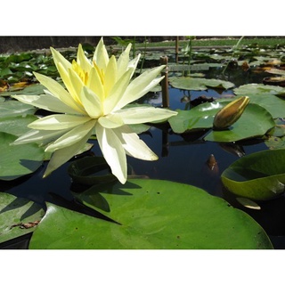 10 เมล็ด เมล็ดบัว สีเหลือง นำเข้า บัวนอก สายพันธุ์เมล็ดบัว Waterlily Nymphaea Seeds