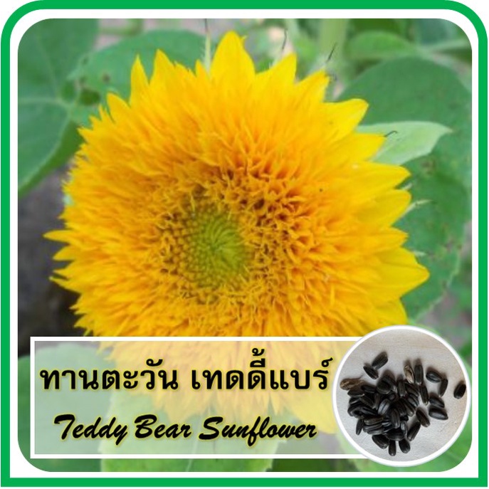 🌾 เมล็ดพันธุ์ทานตะวัน เทดดี้แบร์ - Teddy Bear Sunflower ทานตะวันเตี้ย ดอกปุกปุ้ย สีเหลือง 🌾