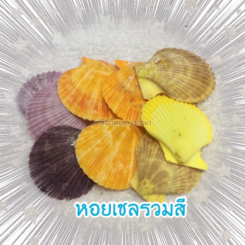 เปลือกหอยเชลล์สี 100 กรัม มีทั้งเจาะรูและไม่เจาะรู ประมาณ 14-20 ฝา
