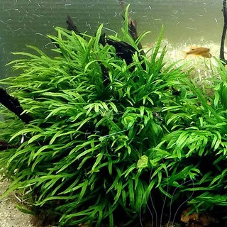 รากดำ ‘ไทรเด้นท์’ เลือกขนาดได้ – MICROSORUM PTEROPUS ‘TRIDENT’ ต้นไม้น้ำ