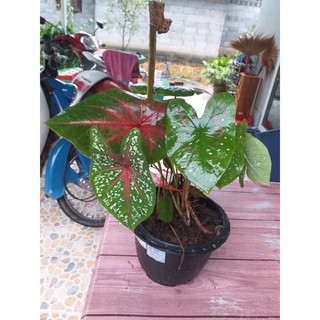 บอนสามสี สามสายพันธุ์ในกระถางเดียวกัน(5นิ้ว)
