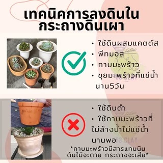 กระถางดินเผา กระถางแคตตัส เนื้อกระถางละเอียด เนียนสวยงามขนาด2.5”