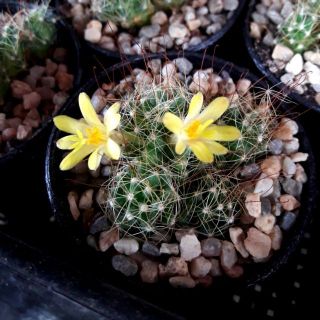 แมมฟองสบู่​ ดอกสีเหลือง​🌵 แคสตัส​ 🌱 cactus