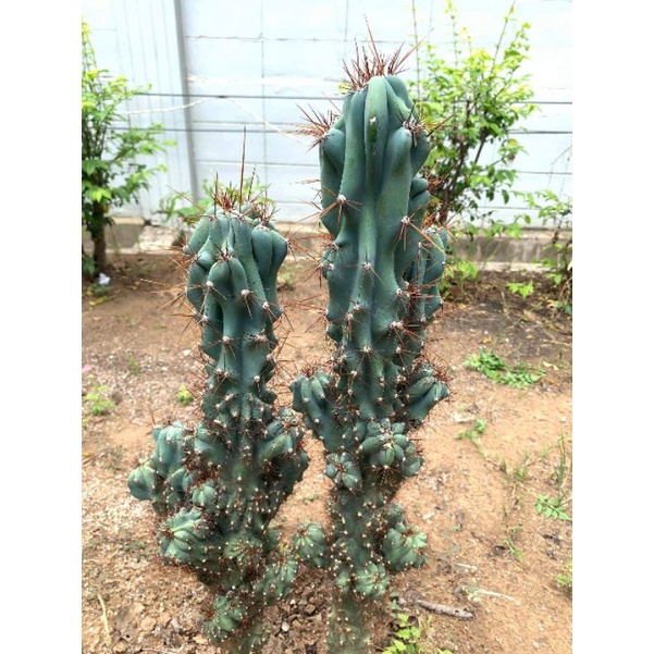 Cereus Jamacaru ซีรีอุส จาคามารู/แคคตัส/กระบองเพชร/ไม้อวบน้ำ/พืชทะเลทราย