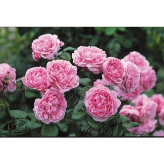 30 เมล็ด กุหลาบ พันธุ์ Bishops Castle Rose Seeds ดอกใหญ่ นำเข้าพร้อมคู่มือ