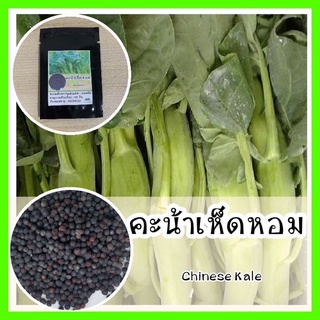 พร้อมส่ง ❗ รหัส 105 เมล็ดพันธุ์ OP แท้   คะน้าเห็ดหอม - Chinese Kale ลำต้นใหญ่ ลำต้นอวบ เมล็ดพันธุ์ผัก เมล็ดคะน้า