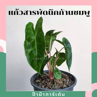 ต้นแก้วสารพัดนึกก้านชมพู อโลคาเซียพิงค์ดราก้อน พร้อมกระถาง alocasia pink dragon