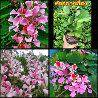 (1ต้น)(vาย ต้นพันธุ์) ต้น ดอก ชงโคกล้วยไม้ ชงโคสามสี ชงโคสีชมพู ชงโค สามสี สี ชมพู happy