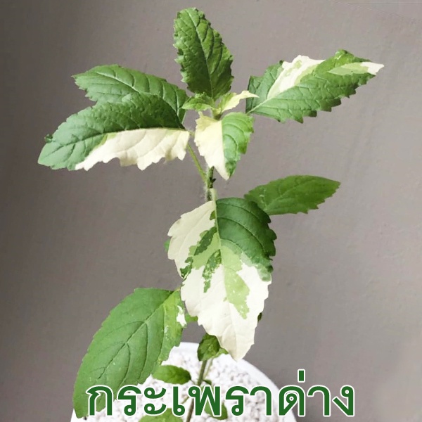 กะเพราด่าง อิตาลี🎯ถูกที่สุด19บ.🎈เมล็ดพันธุ์กะเพราด่าง 5-20 เมล็ด☘ปลูกครั้งเดียวอยู่ได้หลายปี🌿ใบด่างสวย🍃ทานอร่อย