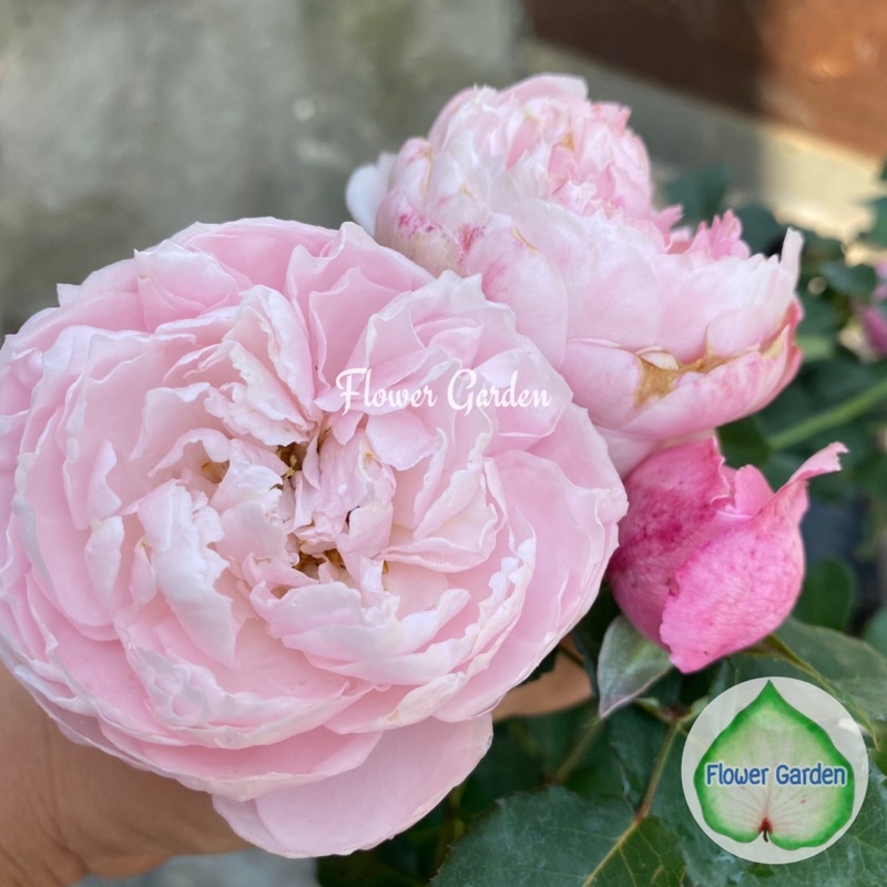 F557 กุหลาบ Plume (พลูม) กลิ่นหอมมาก ดอกกลม กุหลาบพุ่มญี่ปุ่น (ติดดอก)