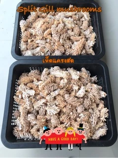 เห็ดแครงสด Spilt gill mushroom