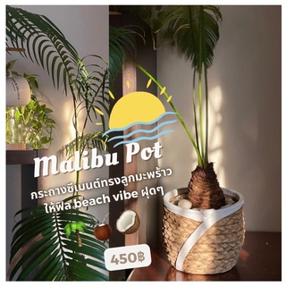 Malibu Pot 🌴🧉🥥กระถางซีเมนต์ทรงลูกมะพร้าวให้ฟิล beach vibe ขนาดความสูง 19 cm เส้นผ่านศูนย์กลาง 21 cm (เจาะรูตรงกลาง)