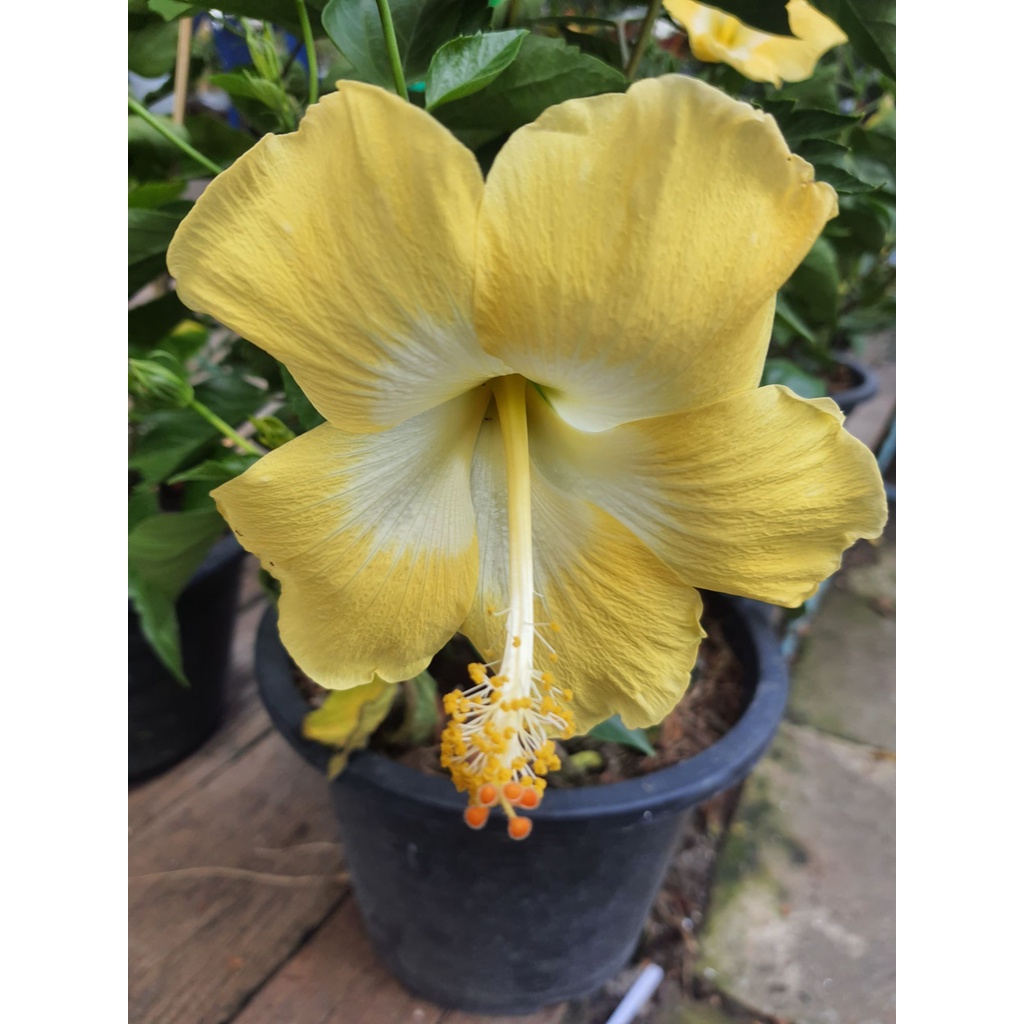 ชบานอก ชบาดอกใหญ่ ชบา Hibiscus Australian pink flower ชบาดอกสีเหลือง ใส้ขาว  สูง 60cm ในกระถาง 10นิ้ว