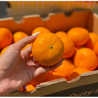 TOP-1ส้มแมนดาริน ออสเตรเลีย Mandarin Orange (1แพค) (AUSTRALIA) ~ลดพิเศษ~ ส้มพันธุ์ที่อร่อยที่สุด หวานอมเปรี้ยว ส้มออสเตร