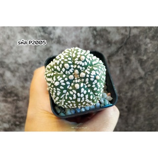 แคคตัส แอสโตรไฟตัม 5พู (Astrophytum asterias 5rips)