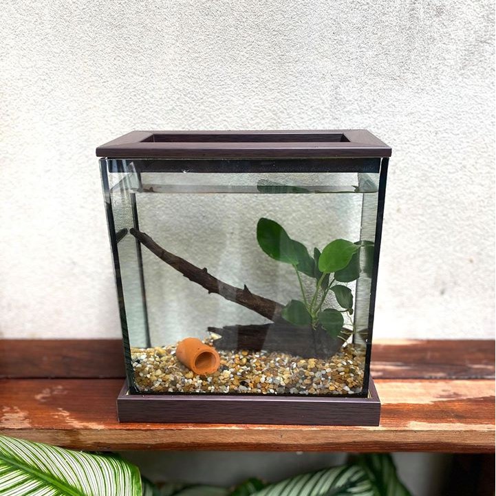 Betta Corner Set ตู้ปลาขนาด 4*8*8 ฐานสีโอ็คดำ พร้อมของตกแต่งในตู้ หิน ต้นไม้ผูกขอน + โอ่งจิ้ว