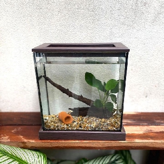 Betta Corner Set ตู้ปลาขนาด 4*8*8 ฐานสีน้ำตาลเข้ม พร้อมของตกแต่งในตู้ หิน ต้นไม้ผูกขอน + โอ่งจิ้ว