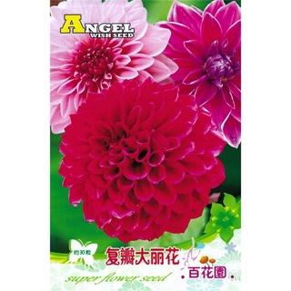 เมล็ดดอกรักเร่ คละสี  (โทนชมพูม่วง) 30 เมล็ด  Dahlia Flowers Color Mix เมล็ดนำเข้า  พันธุ์แท้100%    คุณภาพดี