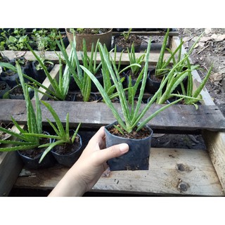 🌳ต้นว่านหางจระเข้ (Aloe vera) ราคาถูก