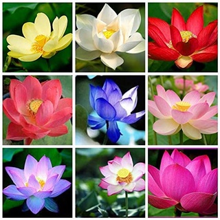 7 เมล็ด เมล็ดบัว คละสี ดอกเล็ก สายพันธุ์เมล็ดบัว ดอกบัว Lotus seeds