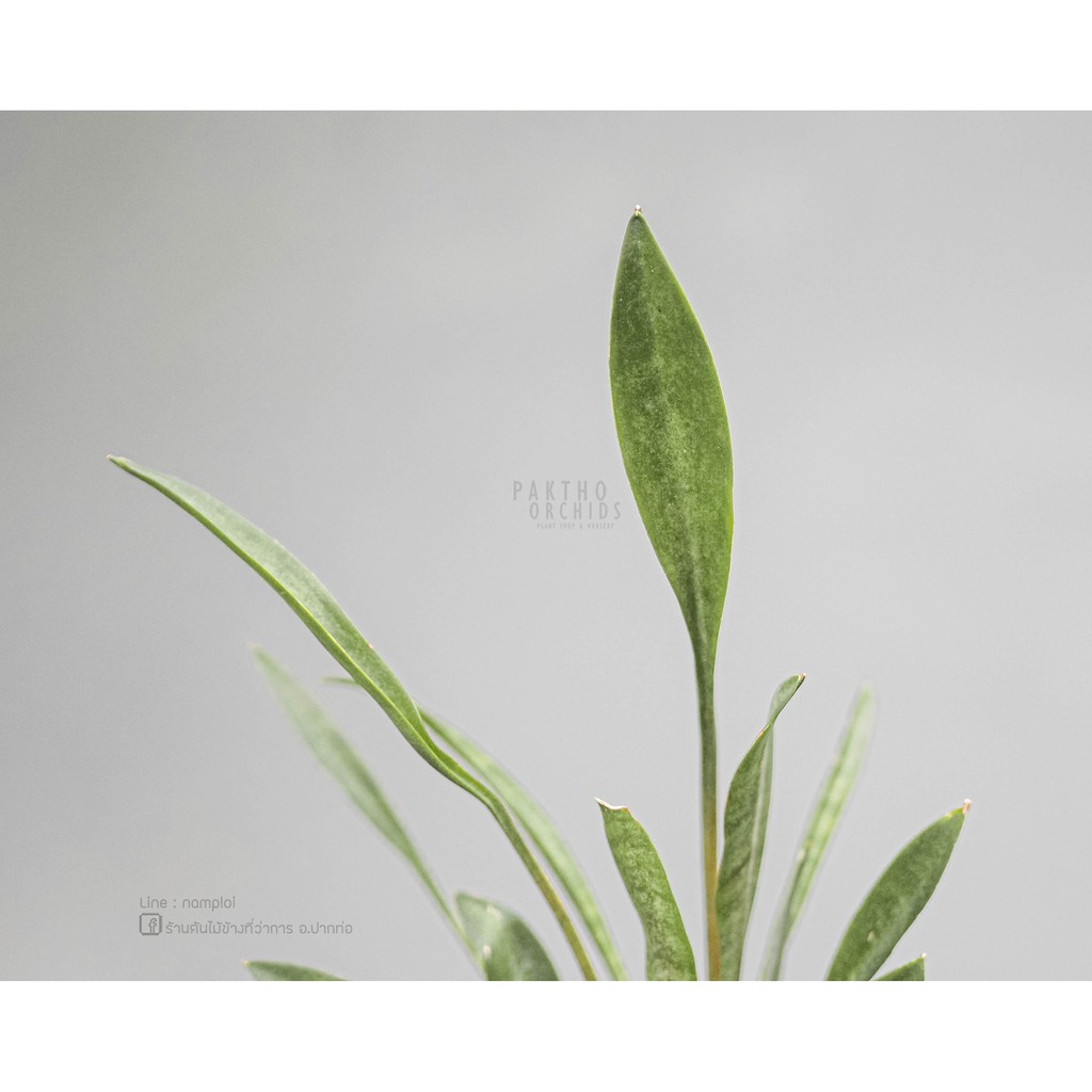 ลิ้นมังกรใบช้อน Sansevieria concinna ลิ้นมังกรคอนซินนา
