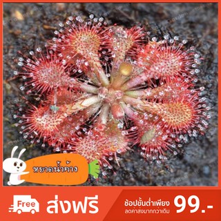 🌱 หยาดน้ำค้าง 🌱 Drosera capensis บ้านและสวน🏡