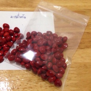 เมล็ดพันธุ์ มะกล่ำตาหนู มะกล่ำเครือ Rosary Pea Seeds 100 เมล็ด