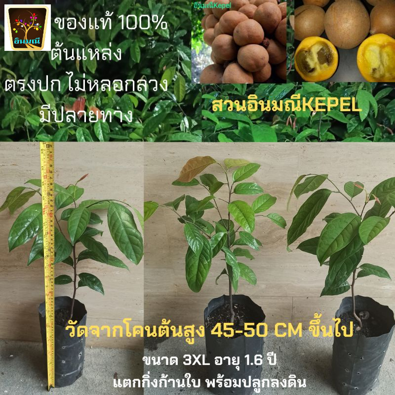 คีเปล ผลไม้ตัวหอม ต้นแหล่งของแท้ ขายส่ง รายใหญ่ หลายขนาด อายุต้น 1.5 ปีขึ้นไปคเปลคีเปคีเปวkepel
