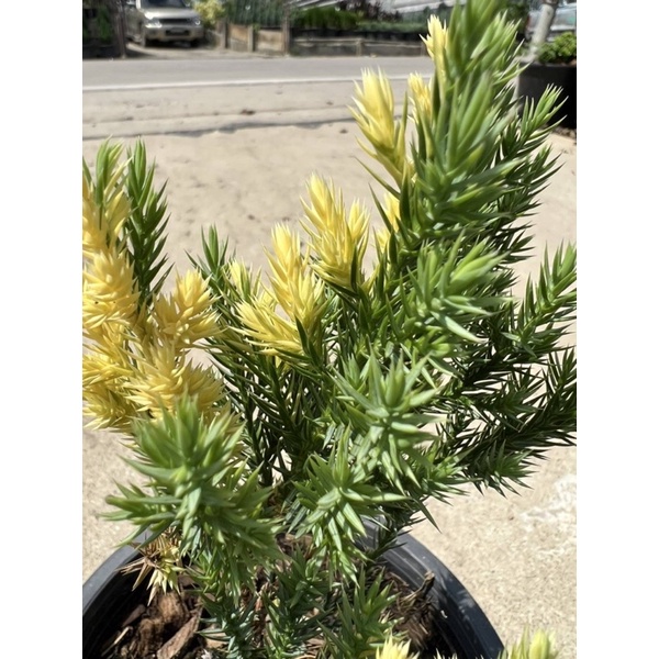 มุมมอง 3