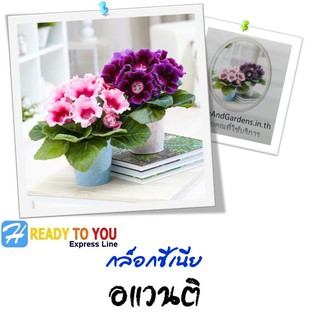 กุหลาบนางฟ้า (Gloxenia) กล็อกซีเนีย อแวนติ 25 เมล็ด (จาก Sakata Ornamentals EMEA)