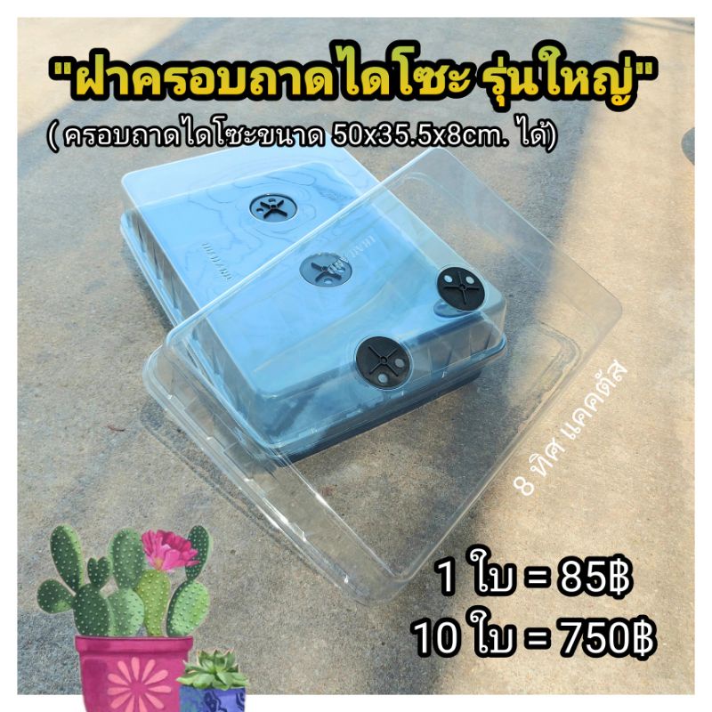 ฝาครอบถาดไดโซะ (ทรงเตี้ย) รุ่นใหญ่ !!!ไม่รวมถาด!!! // กด 10 ใบ 750฿--ฝาอบ ฝามีวาว ฝาครอบถาด เพาะเมล็ด แคคตัส กระบองเพชร