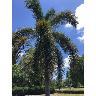 ปาล์มหางกระรอก/ฟอกซ์เทล ชุดละ3 ต้น สูง 60-70ซม. Foxtail Palm