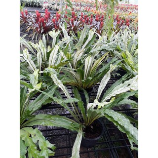 เฟิร์นข้าหลวงด่างญี่ปุ่น(Asplenium antiquum Makino cv. Japan Variegated)