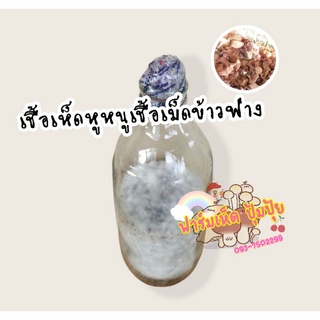 เชื้อเห็ดหูหนูเชื้อเม็ดข้าวฟ่าง 5 ขวด 90บาท