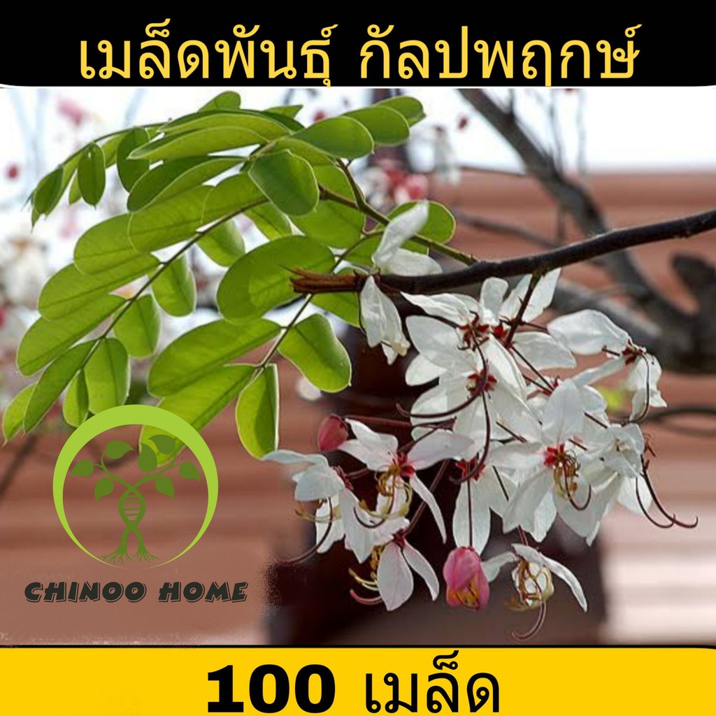 ต้นกัลปพฤกษ์ ต้นแข็งแรง พร้อมส่ง เสียหายระหว่างขนส่ง ทางร้านพร้อมรับผิดชอบให้