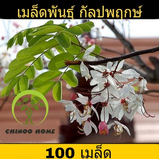 ต้นกัลปพฤกษ์ เมล็ดพันธุ์ 100 เมล็ด กัลปพฤกษ์ เมล็ดกัลปพฤกษ์ ไม้มงคล ไม้ประดับ ไม้เศรฐกิจ ดอกไม้