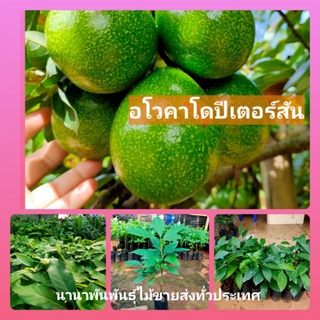 🌲ต้นอโวคาโดปีเตอร์สัน เสียบยอดสวยๆจากโครงการ มาแล้วจ้า