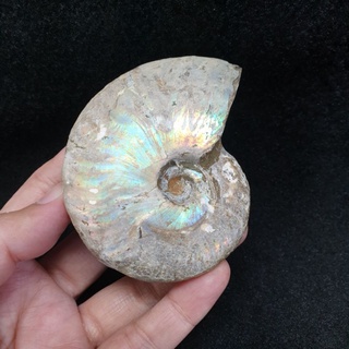 ฟอสซิลหอย แอมโมไนท์ แอมโมไนต์ ฟอสซิล(Ammonite)สีรุ้ง ยาว 7.9 ซม. กว้าง 6.7 ซม.หนา 2.4 ซม. น้ำหนัก 130.8 g.