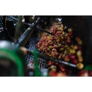 PK Dark Roast ขนาด1,000g. เมล็ดกาแฟคั่วเข้ม + ส่งไว คั่วใหม่ ราคาส่ง
